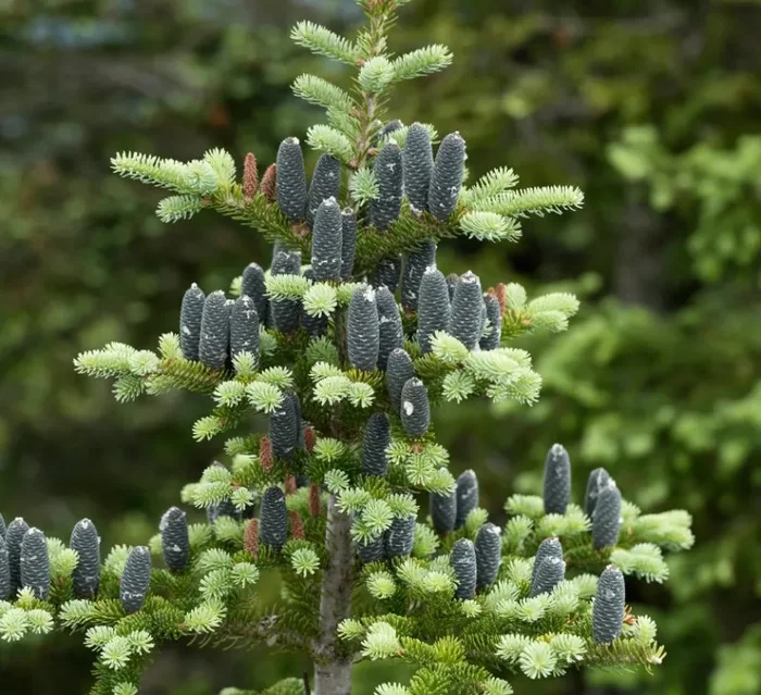Abies balsamea