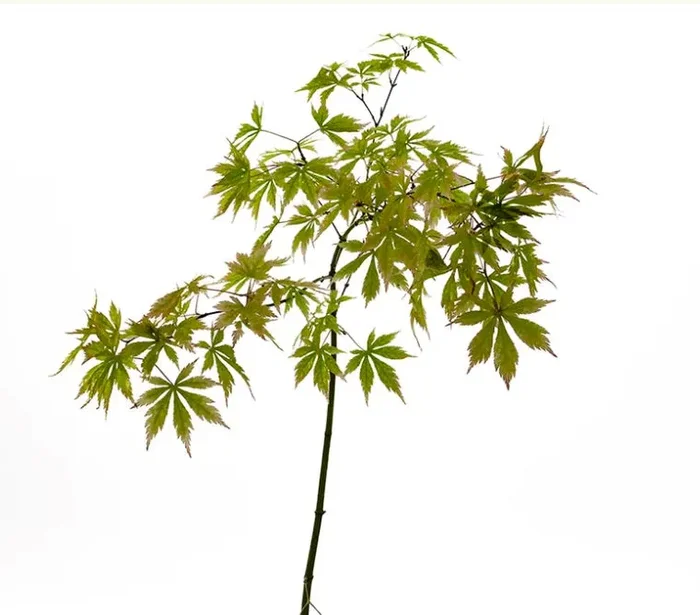 Acer palmatum polymorphum cv “VIRIDIS” (TALL GRAFT)