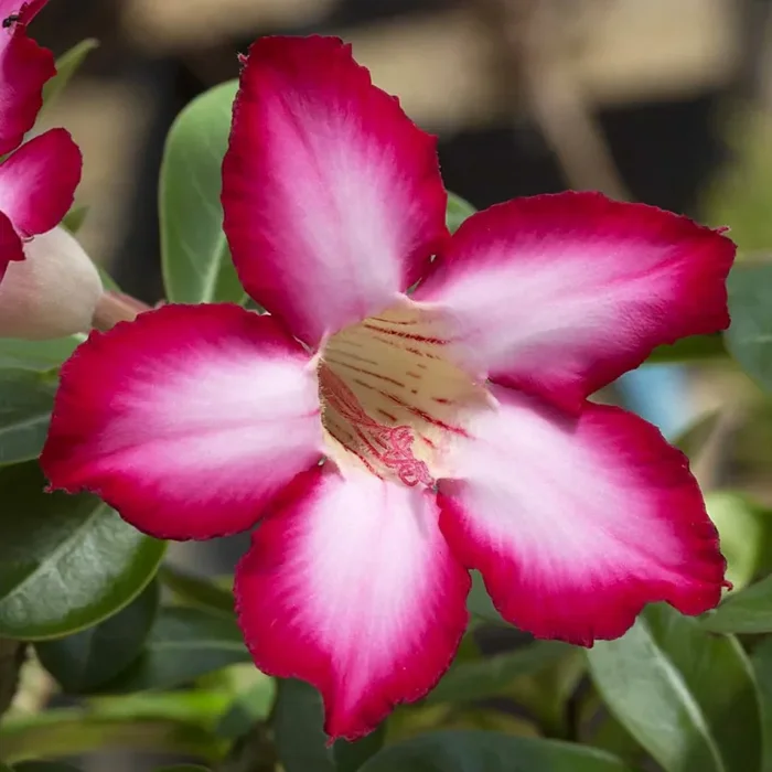 Adenium arabicum cv “Night Fork” Online ora