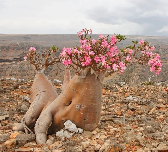 Adenium obesum SEMI