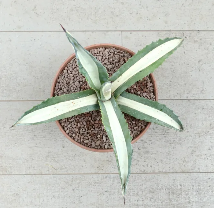 Agave americana mediopicta-alba WHITE VARIEGATED RE7