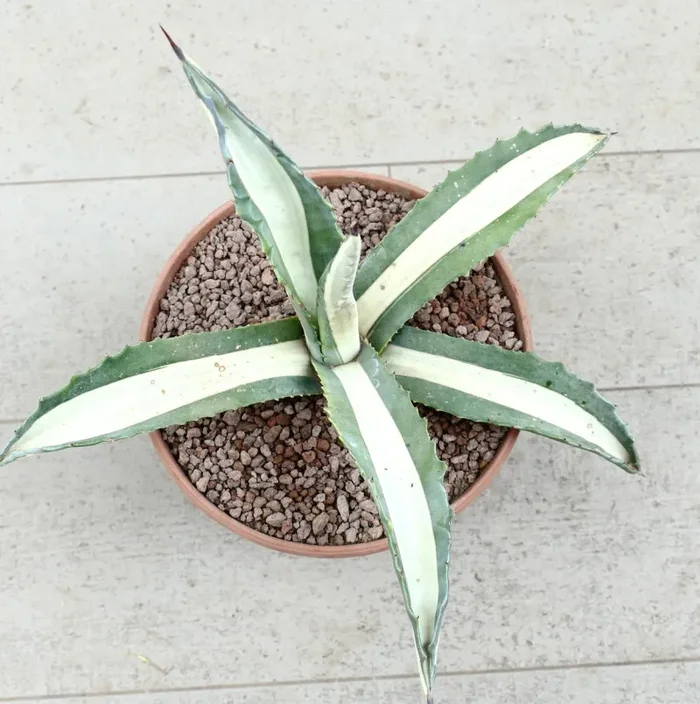 Agave americana mediopicta-alba WHITE VARIEGATED RE7 - immagine 2