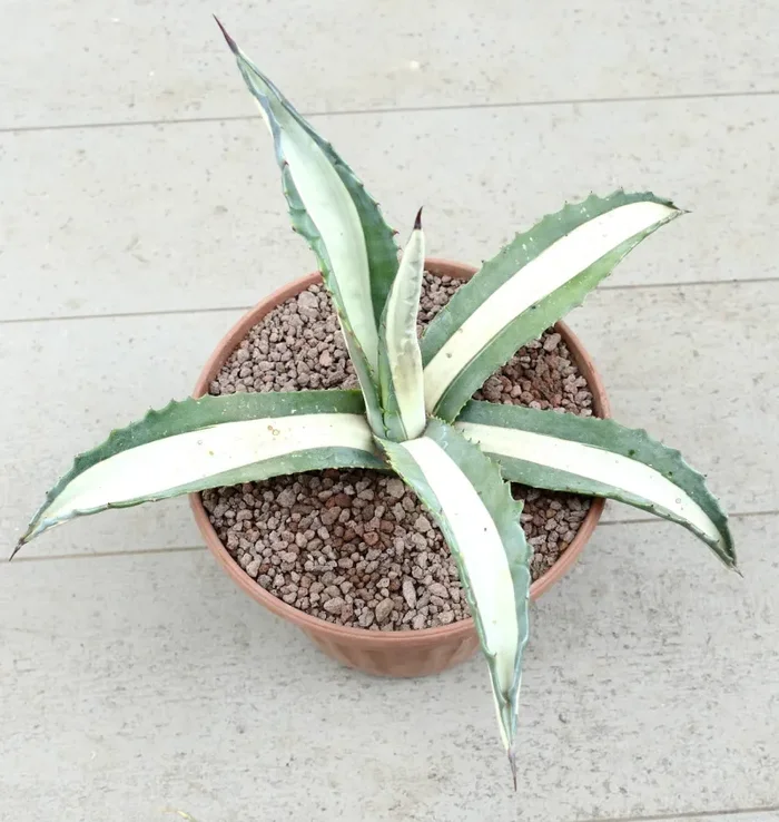 Agave americana mediopicta-alba WHITE VARIEGATED RE7 - immagine 3