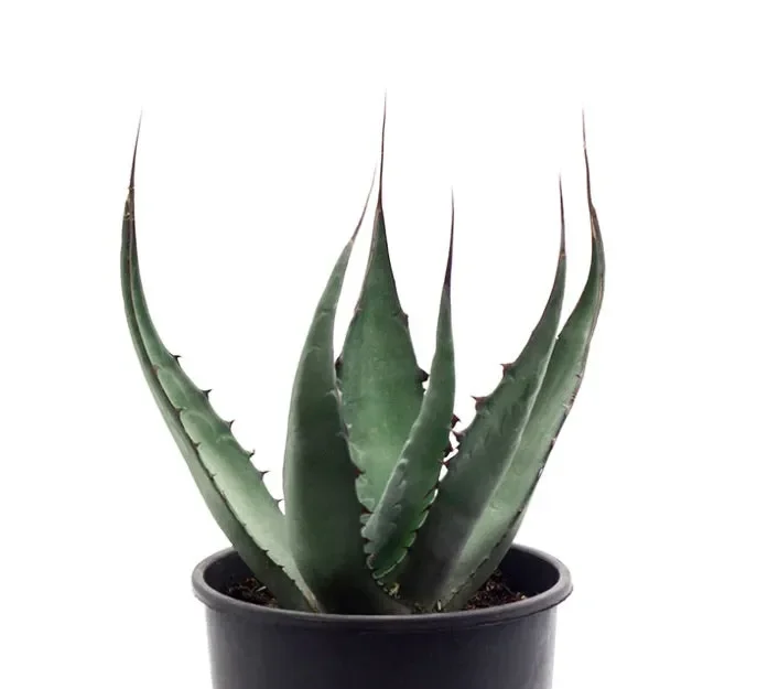 Agave americana subs. protoamericana