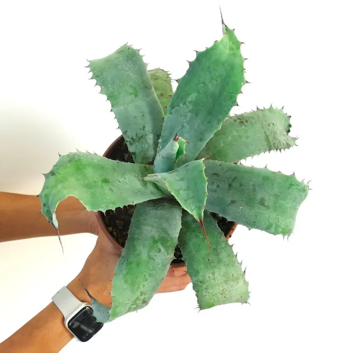 Agave americana X Agave ovatifolia