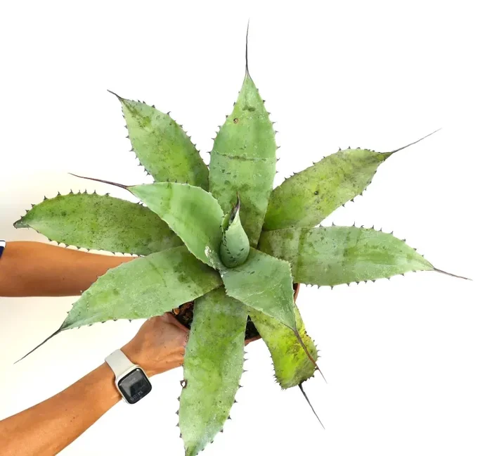 Agave asperrima subsp. potosiensis X Agave utahensis