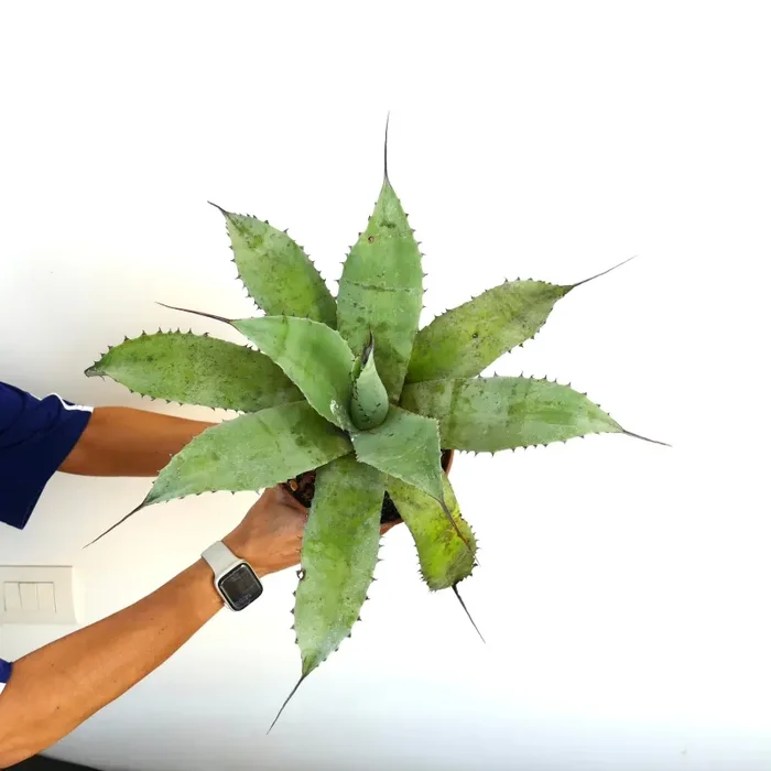 Agave asperrima subsp. potosiensis X Agave utahensis - immagine 2