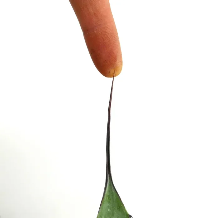 Agave asperrima subsp. potosiensis X Agave utahensis - immagine 3