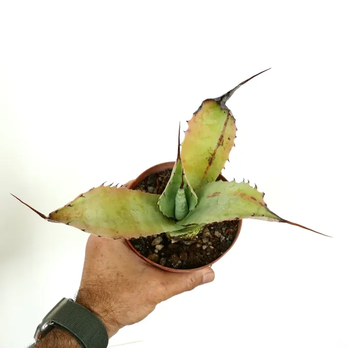 Agave bovicornuta X Agave parryi (ex slightly variegated) 7HG-ROS Saldi