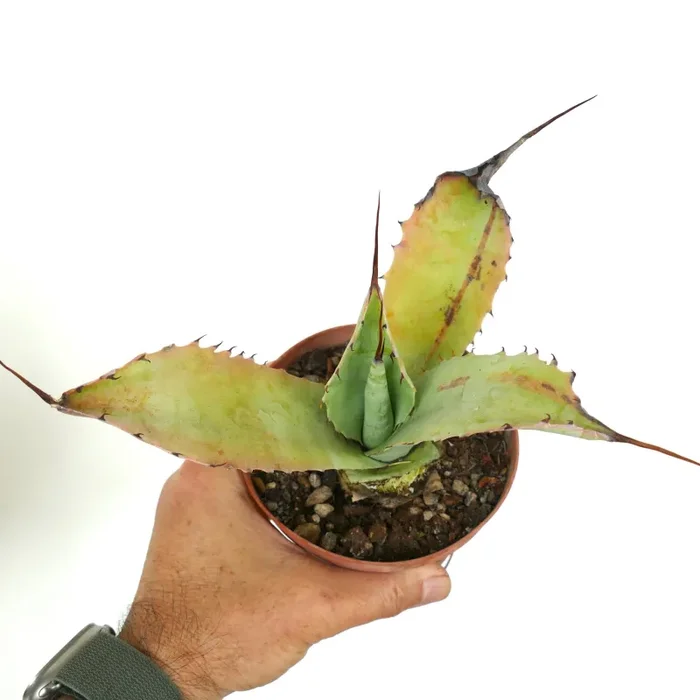 Agave bovicornuta X Agave parryi (ex slightly variegated) 7HG-ROS Saldi - immagine 2