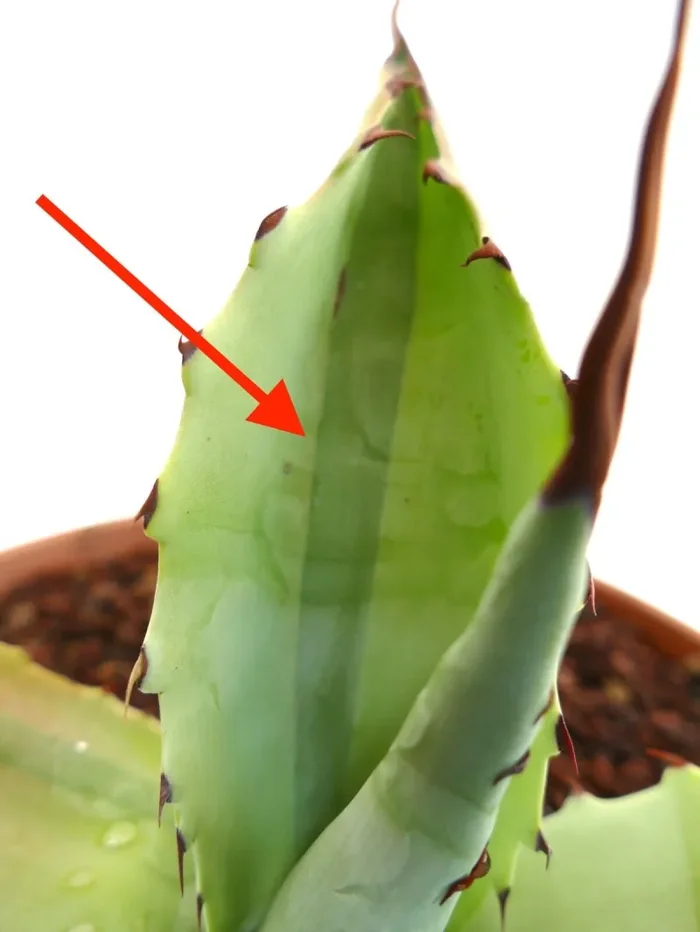 Agave bovicornuta X Agave utahensis (Mr Corsi) VARIEGATED