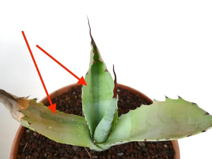 Agave bovicornuta X Agave utahensis (Mr Corsi) VARIEGATED - immagine 2