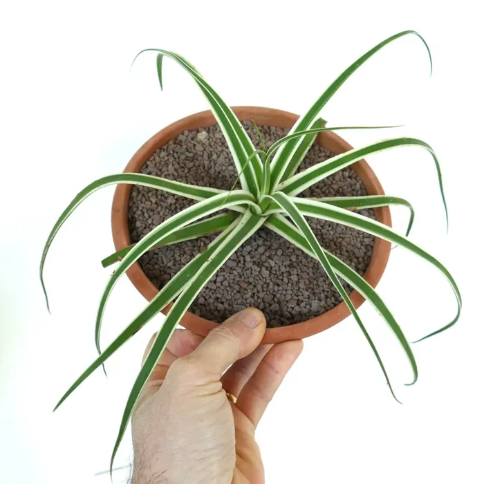 Agave bracteosa ‘SUMMER SNOW’