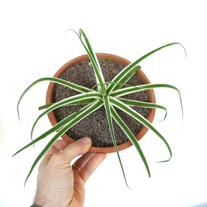 Agave bracteosa ‘SUMMER SNOW’ - immagine 2