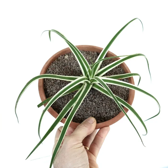 Agave bracteosa ‘SUMMER SNOW’ - immagine 3