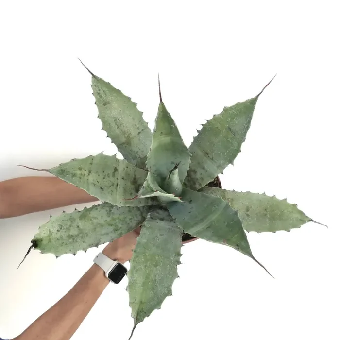 Agave cerulata subsp. nelsonii X parrasana X eborispina