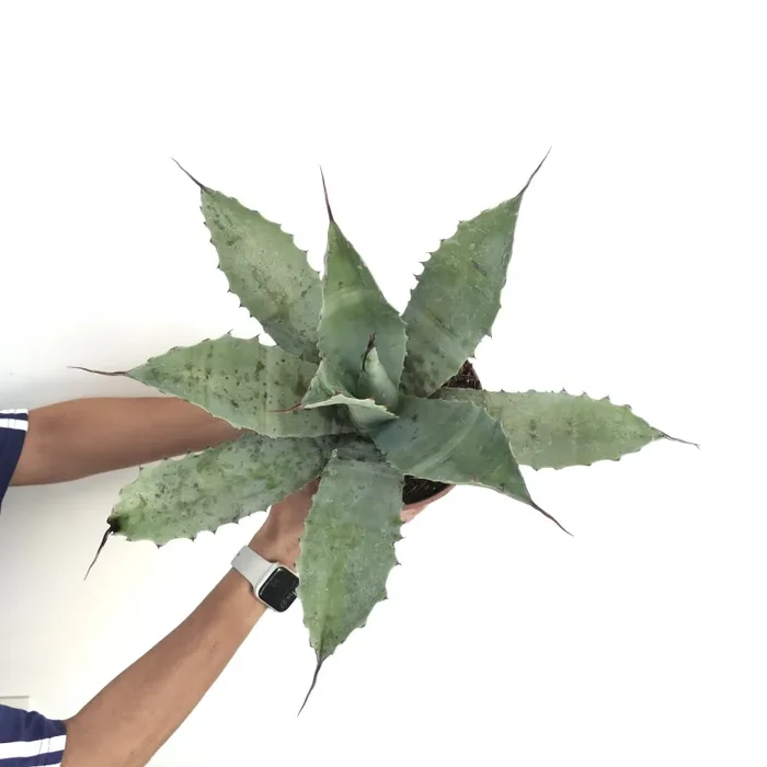Agave cerulata subsp. nelsonii X parrasana X eborispina - immagine 2