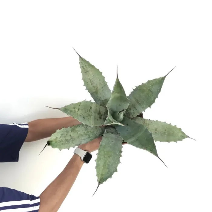 Agave cerulata subsp. nelsonii X parrasana X eborispina - immagine 3