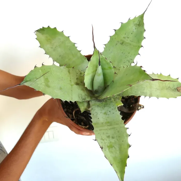 Agave cerulata X eborispina X ovatifolia GREEN clone - immagine 2