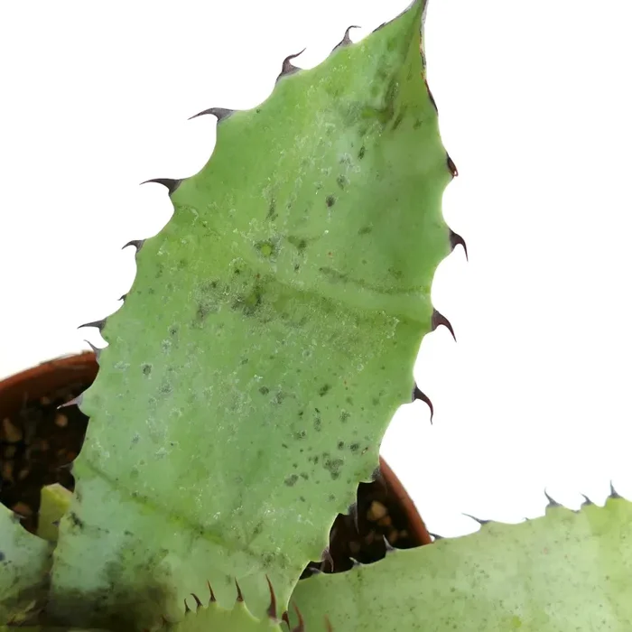 Agave cerulata X eborispina X ovatifolia GREEN clone - immagine 3
