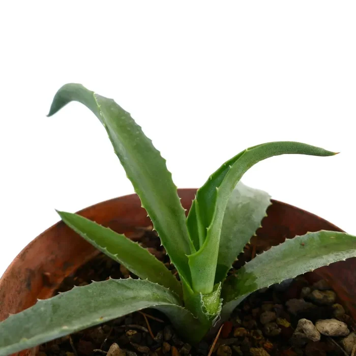 Agave decipiens X Agave americana - immagine 2