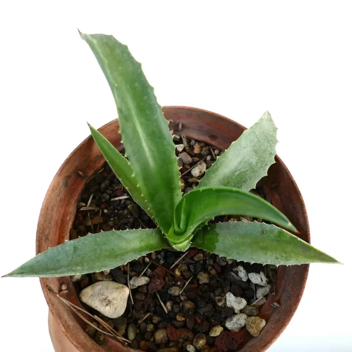 Agave decipiens X Agave americana - immagine 3