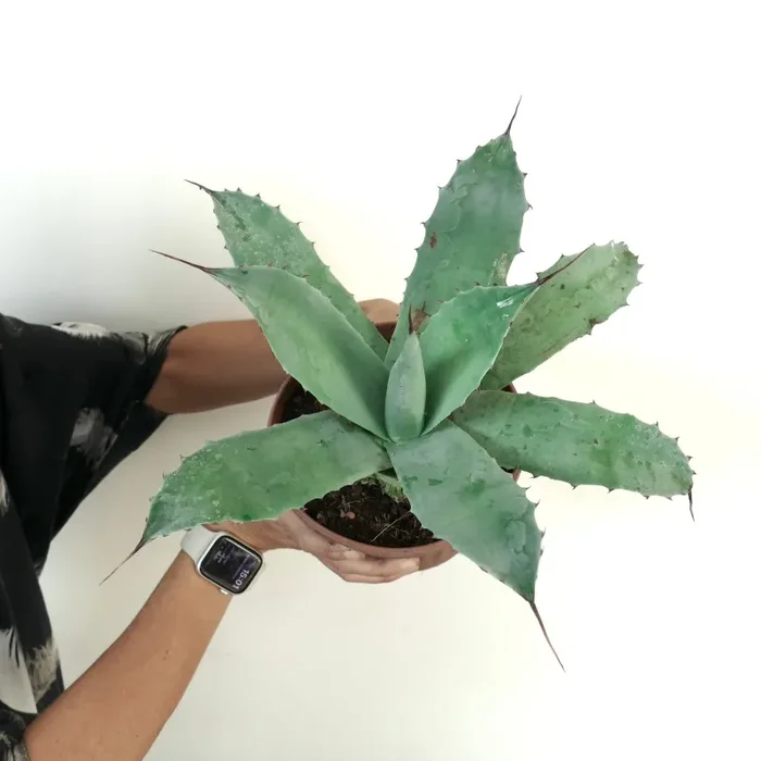 Agave eborispina X cerulata (blue-green) Fornitura
