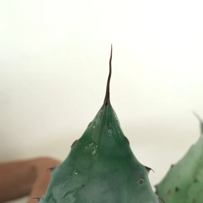 Agave eborispina X cerulata (blue-green) Fornitura - immagine 2