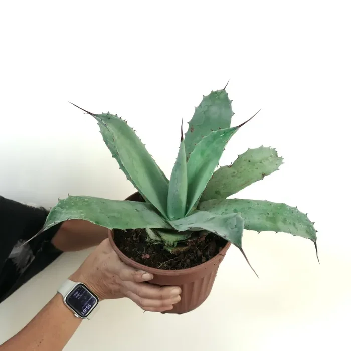 Agave eborispina X cerulata (blue-green) Fornitura - immagine 3