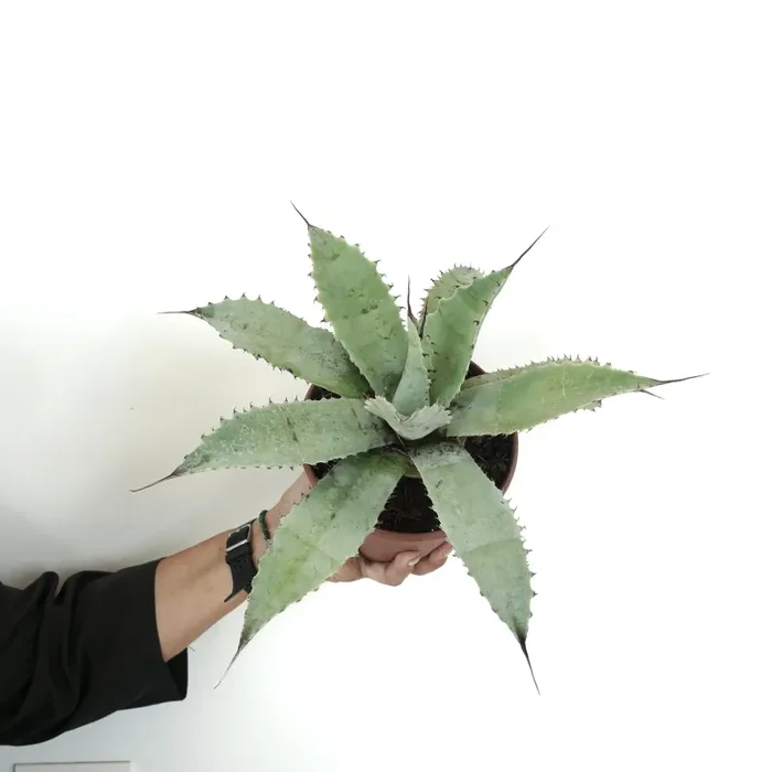 Agave havardiana X Agave eborispina - immagine 2
