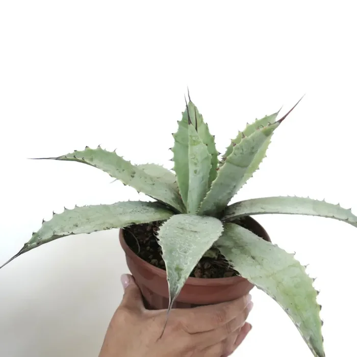 Agave havardiana X Agave eborispina - immagine 3