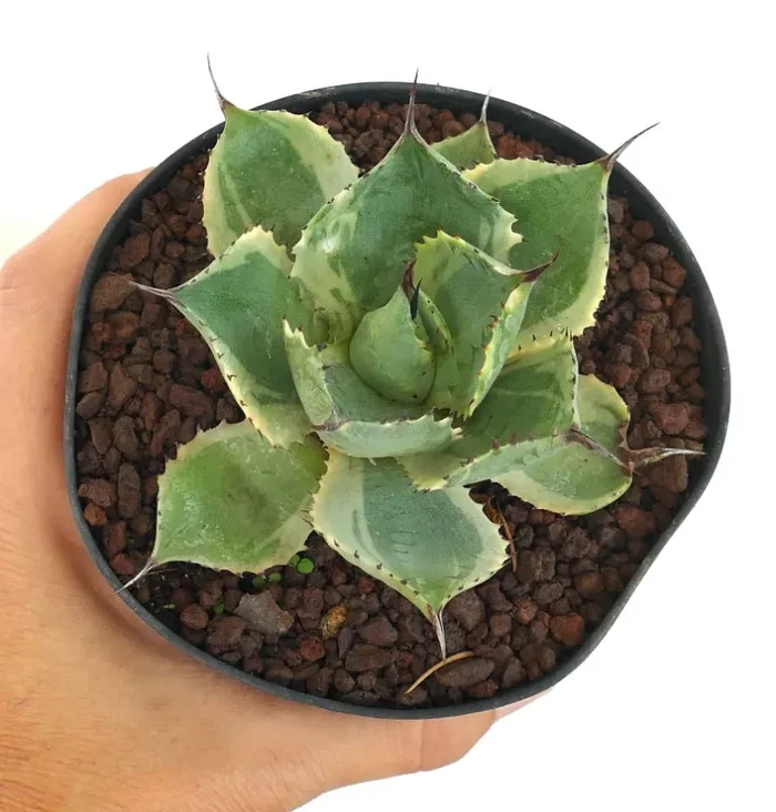 Agave isthmensis cv DELAWARE variegated ex NCS U.S.A.