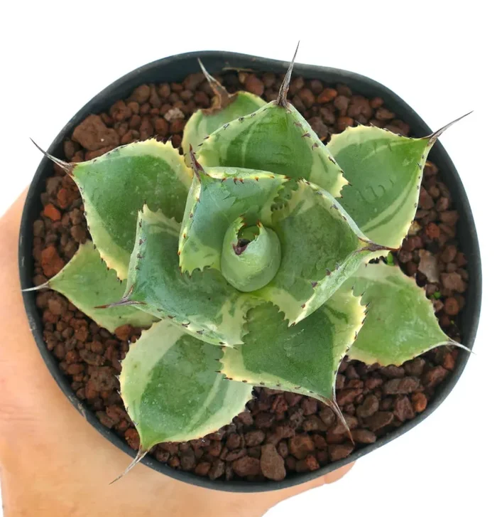 Agave isthmensis cv DELAWARE variegated ex NCS U.S.A. - immagine 2