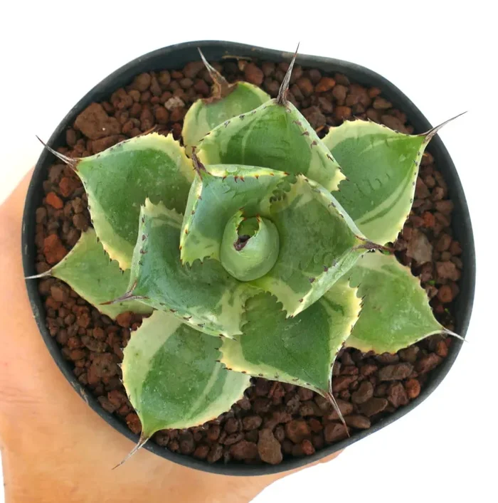 Agave isthmensis cv DELAWARE variegated ex NCS U.S.A. - immagine 3