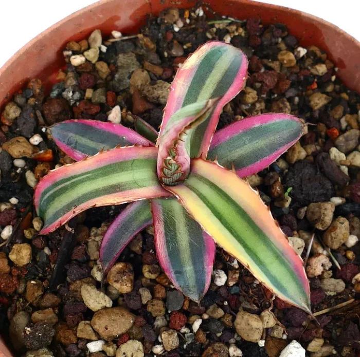 Agave lophantha “quadricolor” purple clone DN6