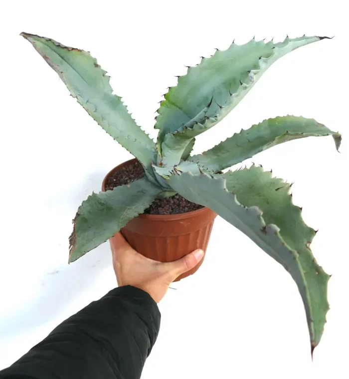 Agave marmorata C88 Online