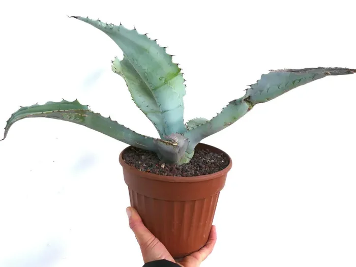 Agave marmorata C88 Online - immagine 2