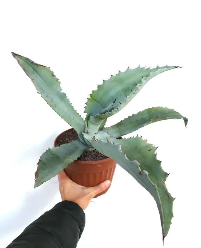 Agave marmorata C88 Online - immagine 3