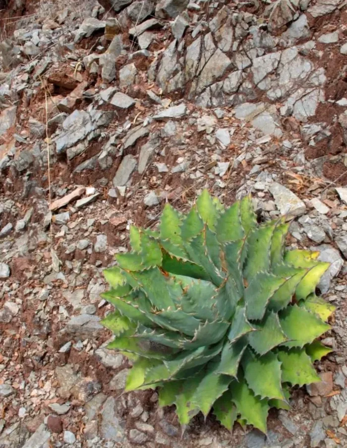 Agave nussaviorum SEMI