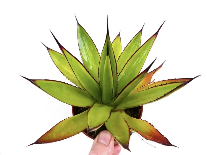 Agave ocahui v ochaui SEMI