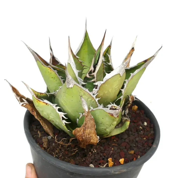 Agave oteroi OAXACA - immagine 3