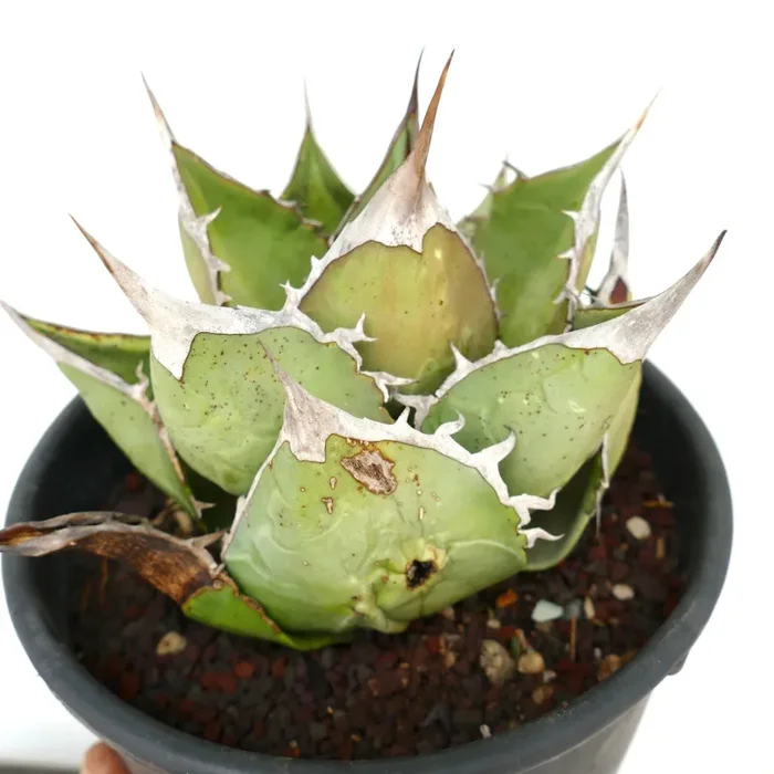 Agave oteroi OAXACA - immagine 3