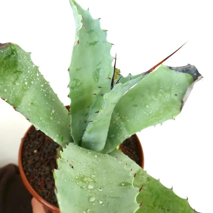 Agave ovatifolia X Agave marmorata (Mr. Corsi HYBRID) N43 Vendita calda online