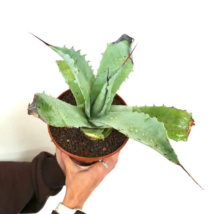 Agave ovatifolia X Agave marmorata (Mr. Corsi HYBRID) N43 Vendita calda online - immagine 2