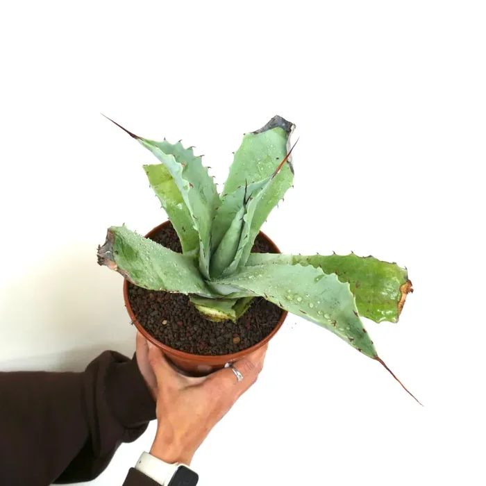 Agave ovatifolia X Agave marmorata (Mr. Corsi HYBRID) N43 Vendita calda online - immagine 3