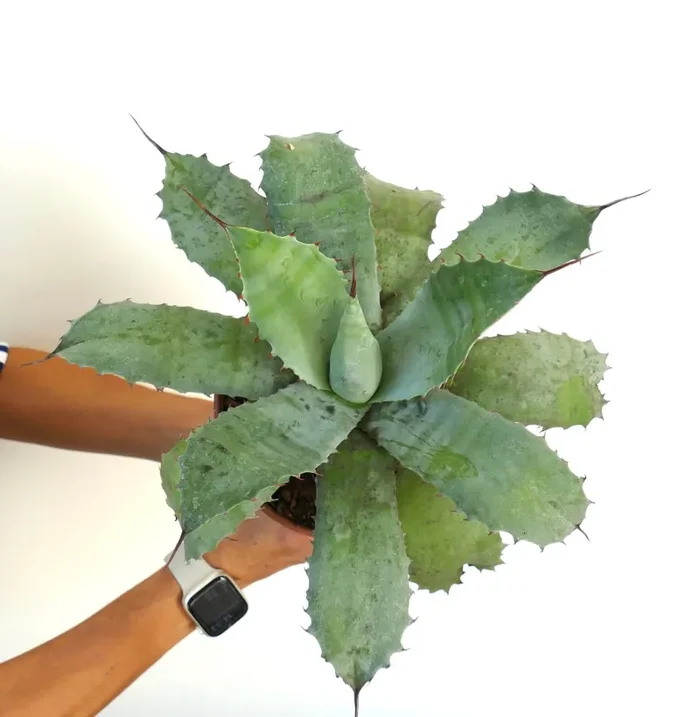 Agave ovatifolia X Agave parrasana