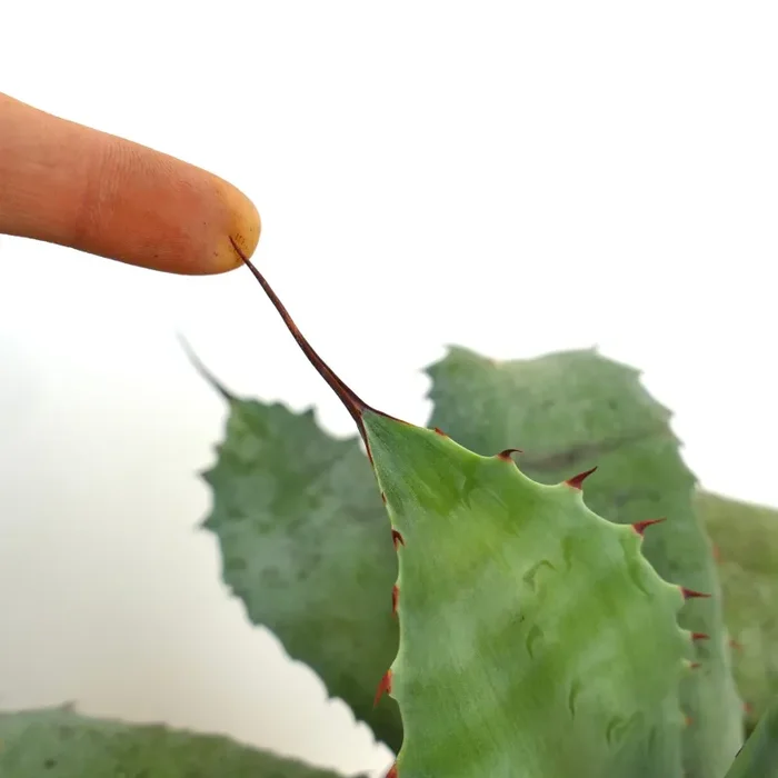 Agave ovatifolia X Agave parrasana - immagine 2