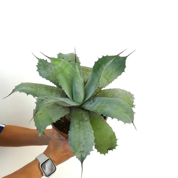 Agave ovatifolia X Agave parrasana - immagine 3