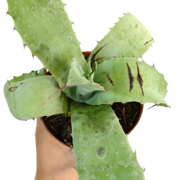 Agave parrasana X bovicornuta X eborispina