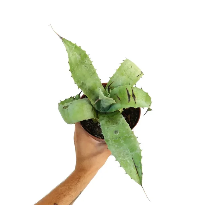 Agave parrasana X bovicornuta X eborispina - immagine 2